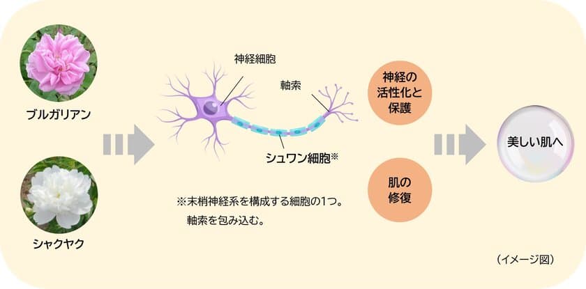 「ブルガリアンローズ」「シャクヤク」にシュワン細胞を介した
神経の活性化と保護および肌の修復を促す効果を発見