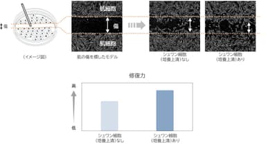 シュワン細胞による肌の修復力