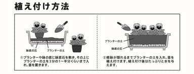 植えつけ方法(プランターの場合)