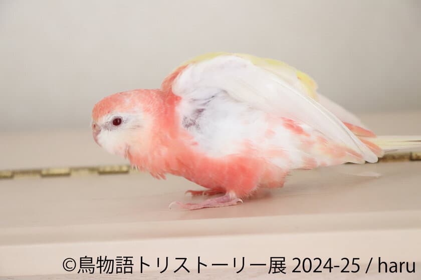 3年ぶり！冬の東京に華麗な鳥たちが舞い降りる♪過去最大規模の
作品展「鳥物語トリストーリー展」12/28(土)～東京にて開催