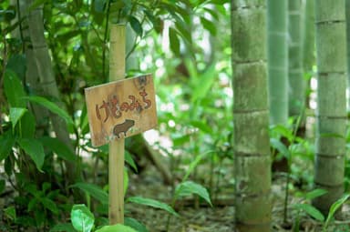 静かな竹林の中は、動物の鳴き声や鳥のさえずりが聴こえてくる幻想的な空間です。