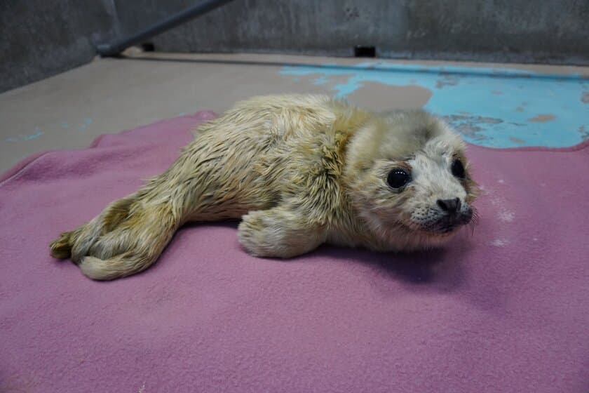 しながわ水族館生まれのゴマフアザラシ「しぶき」
1歳の誕生日イベント「祝☆しぶき1歳誕生日」を開催！