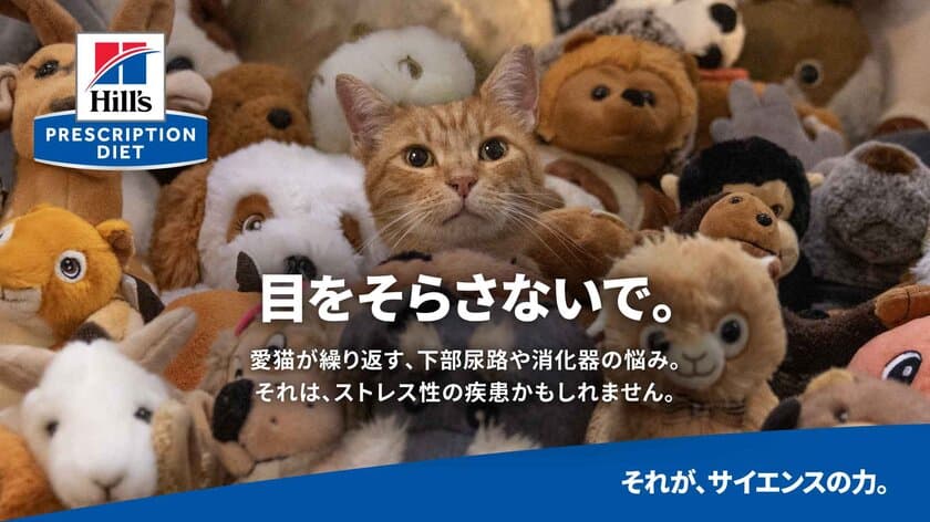 ヒルズ プリスクリプション・ダイエット 
〈猫用〉 腸内バイオームが
ストレス性消化器不調のケアにも配慮した
「コンフォート」シリーズへアップグレードし2月に発売