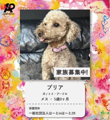 保護犬プロフィール　イメージ