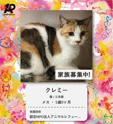 保護猫プロフィール　イメージ