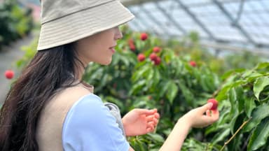 初夏のライチ収穫体験