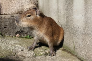 伊豆シャボテン公園 だいず