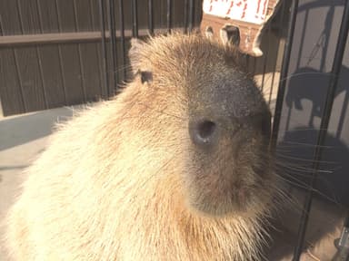 長崎バイオパーク モミジ