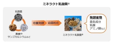 図2　ミネラクト乳酸菌の製造工程イメージ