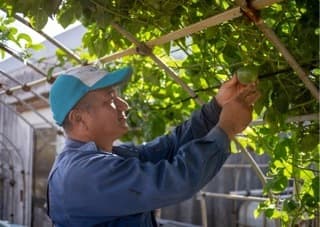 宮古島の生産者さん(パッションフルーツ)