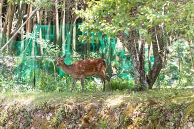 敷地に現れた野生の鹿