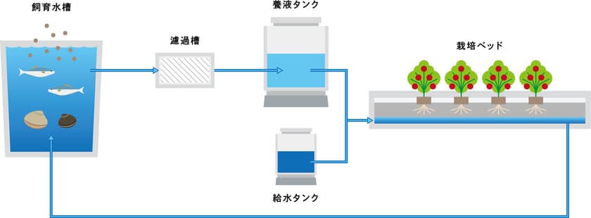 【志摩スペイン村】水と肥料を超節約！ テーマパークで環境にやさしい農法「アクアポニックス」でアサリとトマトを栽培！

