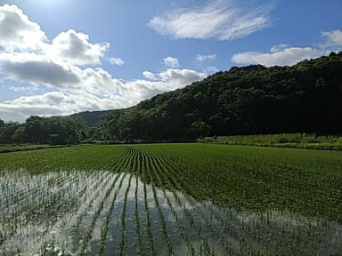 初夏