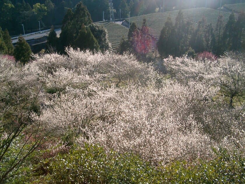 静岡の相良梅園、快適に過ごせるトイレリニューアルプロジェクト
目標金額100％を達成！
ネクストゴール和空間休憩処製作に向け2月25日まで実施中