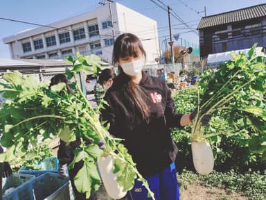 田辺大根収穫