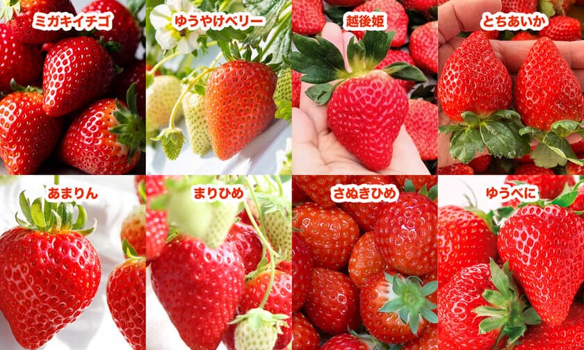 192人限定！“全国8種のいちごを食べ比べ”を楽しめるイベントが
2/20(木)Yokohama Strawberry Festivalで開催決定！