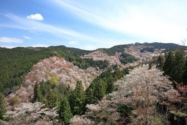 吉野山