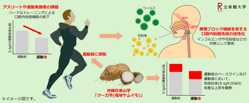 沖縄在来山芋“クーガ芋(琉球ヤムイモ)”の
粘膜免疫賦活化研究で特許を出願　
～インフルエンザ＆花粉の季節に新たな期待～