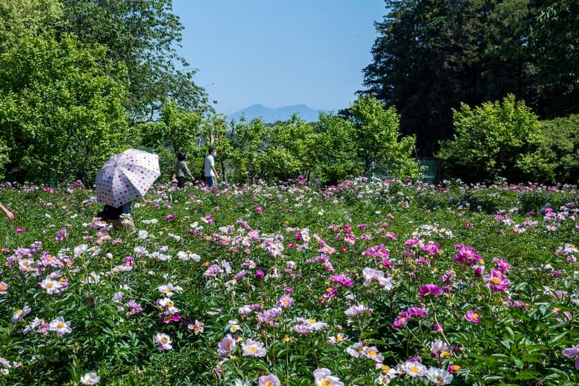 2025年度は47日間の開園「つくば牡丹園」
「PEONY GARDEN(ピオニーガーデン) 2025」
4月9日(水)～5月25日(日)