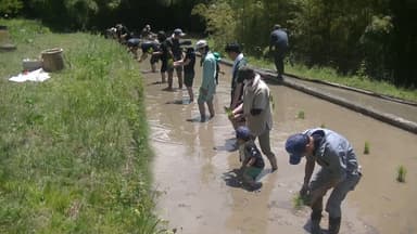 田植えの様子