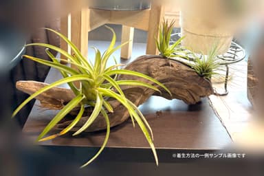 cotoha uji(観葉植物の販売、ワークショップ)