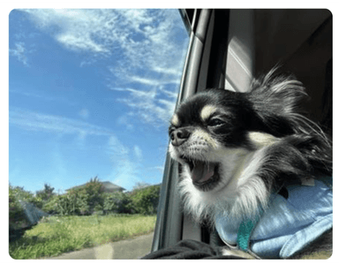 愛犬と車でお出かけ