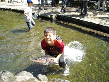 養鱒場でチョウザメと遊ぶ