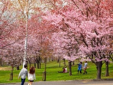 【芦別観光】旭ヶ丘公園桜