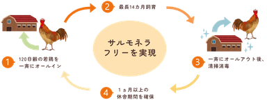 養鶏場では、オールインオールアウト方式により、サルモネラ菌やその他の病原が常在しない環境を保っています