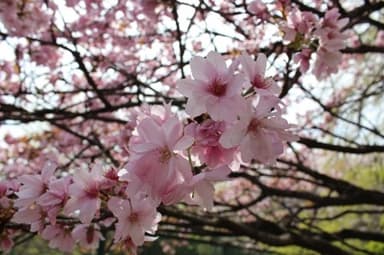 新座キャンパス桜