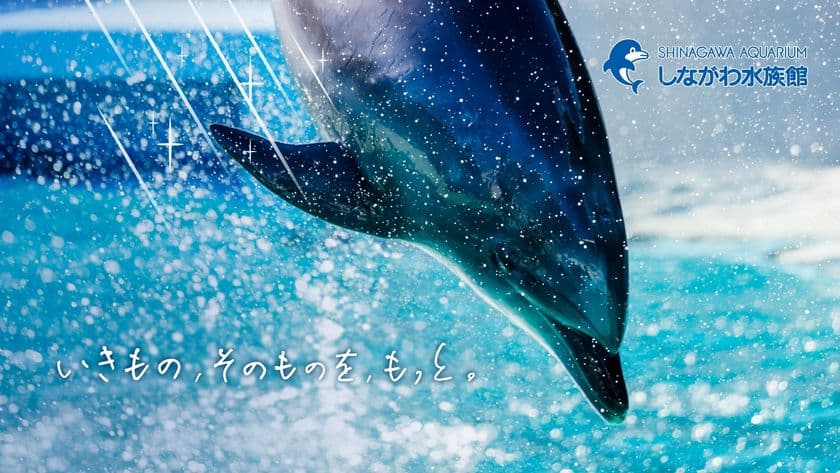 しながわ水族館、生き物の魅力を伝える新たなPR映像を公開！
タイトルは「いきもの、そのものを、もっと。」