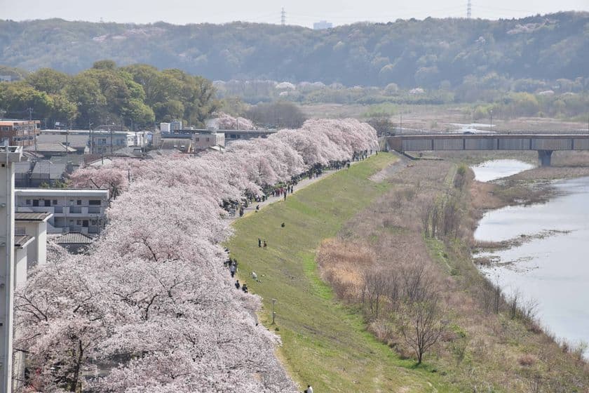 ～今年も福生の桜が春を彩る！
今年はメインイベントの会場を変更して開催～　
「第42回ふっさ桜まつり」を開催しています！