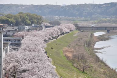 多摩川堤防沿い桜並木