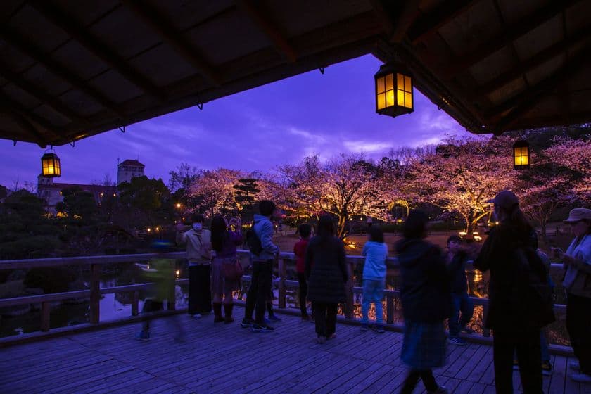 水面に映る幻想的な夜桜　
しあわせの村日本庭園　桜のライトアップ開催