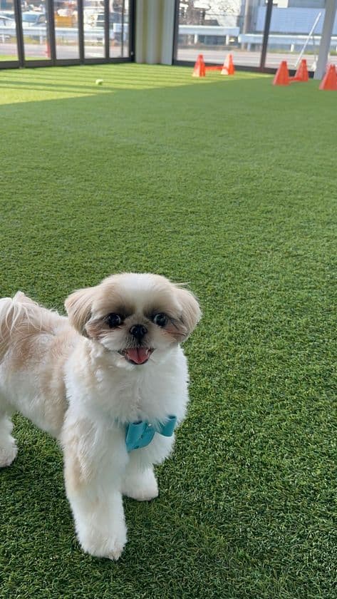 猛暑でも快適に!エアコン完備の室内ドッグラン「コルク」
夏の利用急増中!