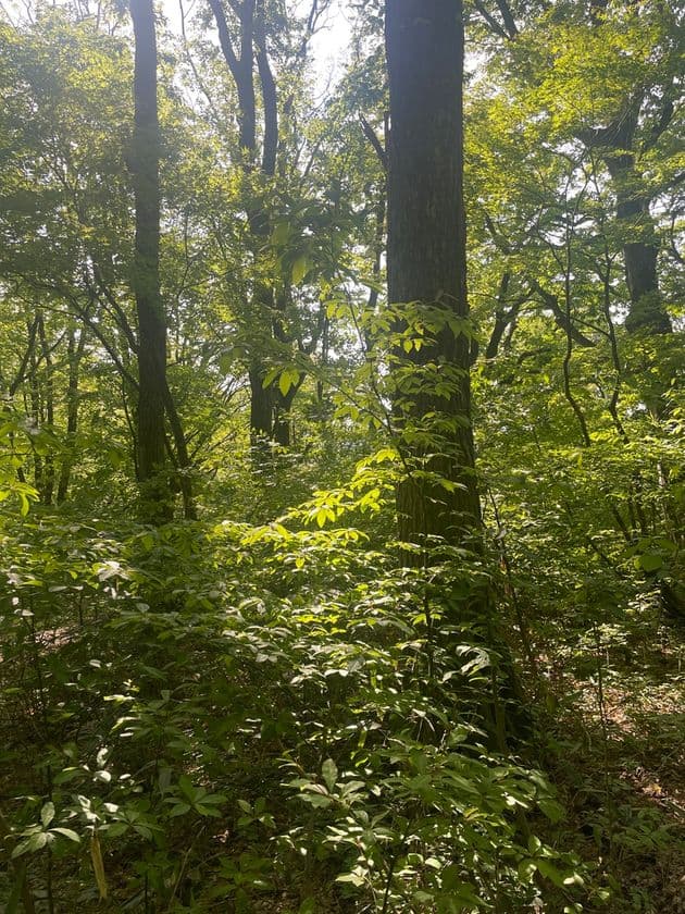 福井県越前市に自然体験型ヘルスツーリズム拠点
『八ッ杉和ハーブロード』開通!
5月25日(日)に八ッ杉和ハーブロードお披露目会を開催