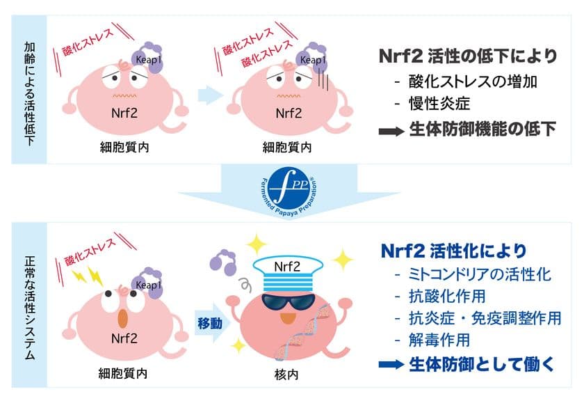 FPP、Nrf2活性化を促す『核内Nrf2量増加剤』として
日本国特許を取得
~ 慢性炎症や加齢関連疾患予防に向けて ~