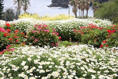 伊豆四季の花公園