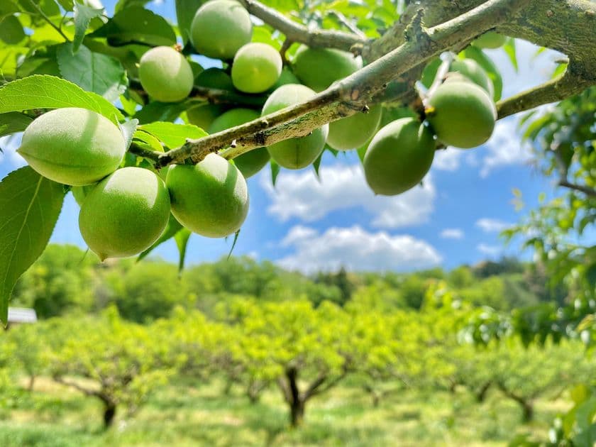 叶 匠壽庵の梅狩りイベントが6月14日から開催!