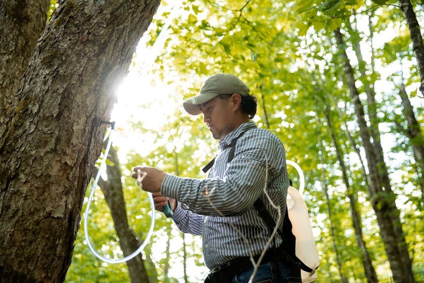 世界の食卓を支えるカナダ・ケベック州「メープルシロップ」
2025年も豊作。今後の需要拡大に備え、
新たに700万の採取口を追加