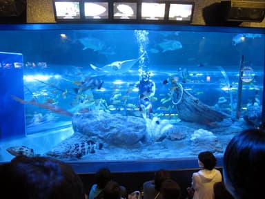 しながわ水族館館内写真1