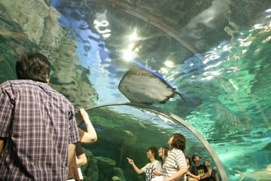 しながわ水族館館内写真2