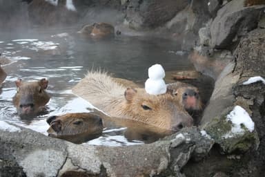 伊豆シャボテン公園 いいね！最多獲得