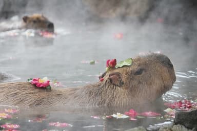 伊豆シャボテン公園の投稿 (1)