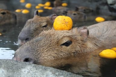 伊豆シャボテン公園の投稿 (2)