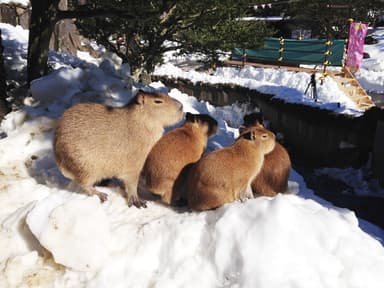 伊豆シャボテン公園の投稿 (3)