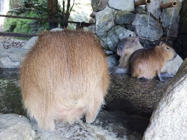 長崎バイオパークの投稿 (3)