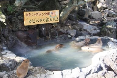 伊豆シャボテン公園の投稿 (4)