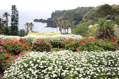 伊豆四季の花公園