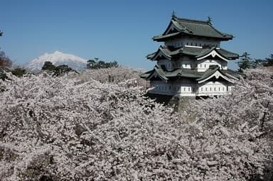 桜に浮かぶ天守と岩木山